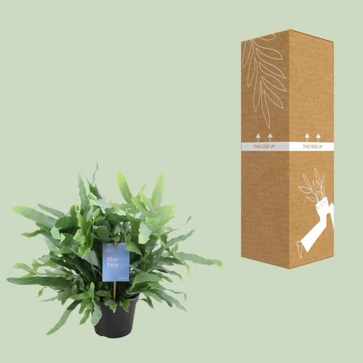 Phlebodium Blue Fern - Ø14Cm - ↕40Cm