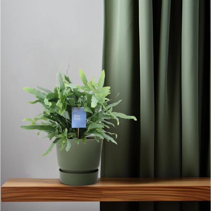 Phlebodium Blue Fern - Ø14Cm - ↕40Cm