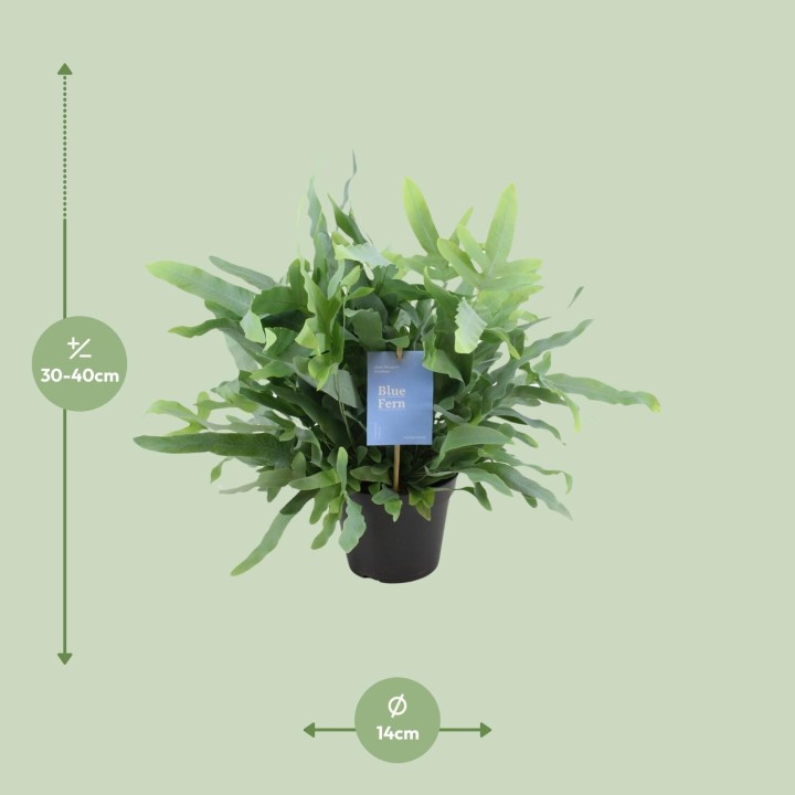 Phlebodium Blue Fern - Ø14Cm - ↕40Cm