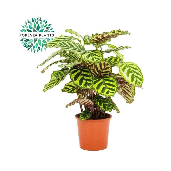 Calathea Makoyana - Ø17Cm - ↕55Cm