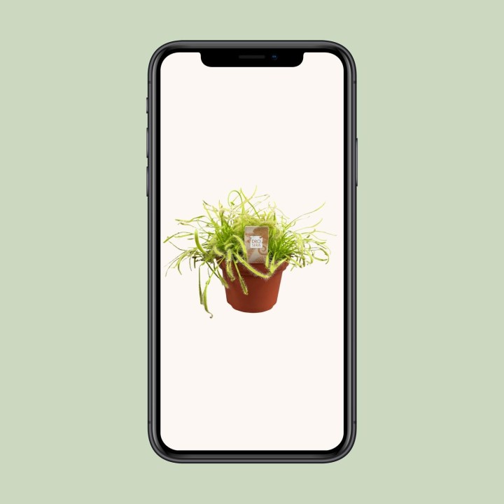 Drosera Capensis - Ø12Cm - ↕17Cm