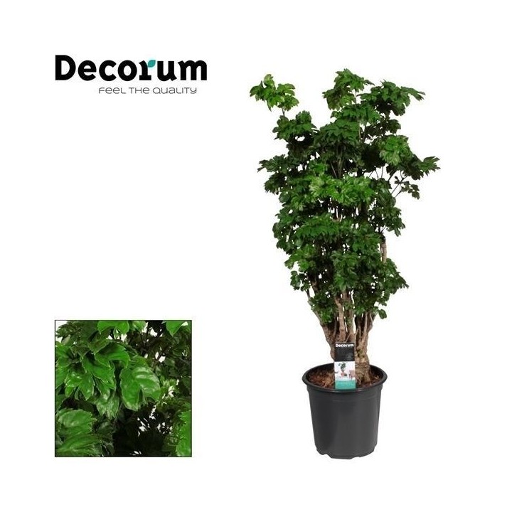 Polyscias Roble Vertakt - Ø21Cm - ↕80Cm
