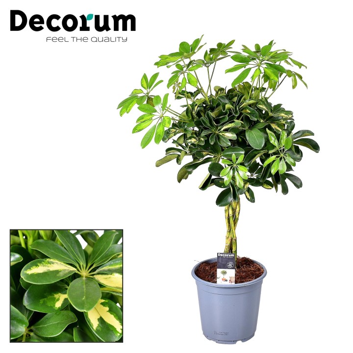 Schefflera Gold Capella - Ø21Cm - ↕75Cm