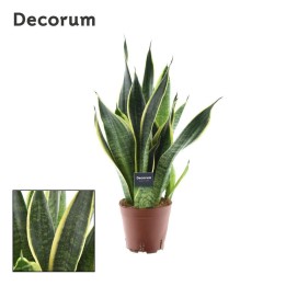 Sansevieria Futura Superba - Ø14Cm - ↕45Cm