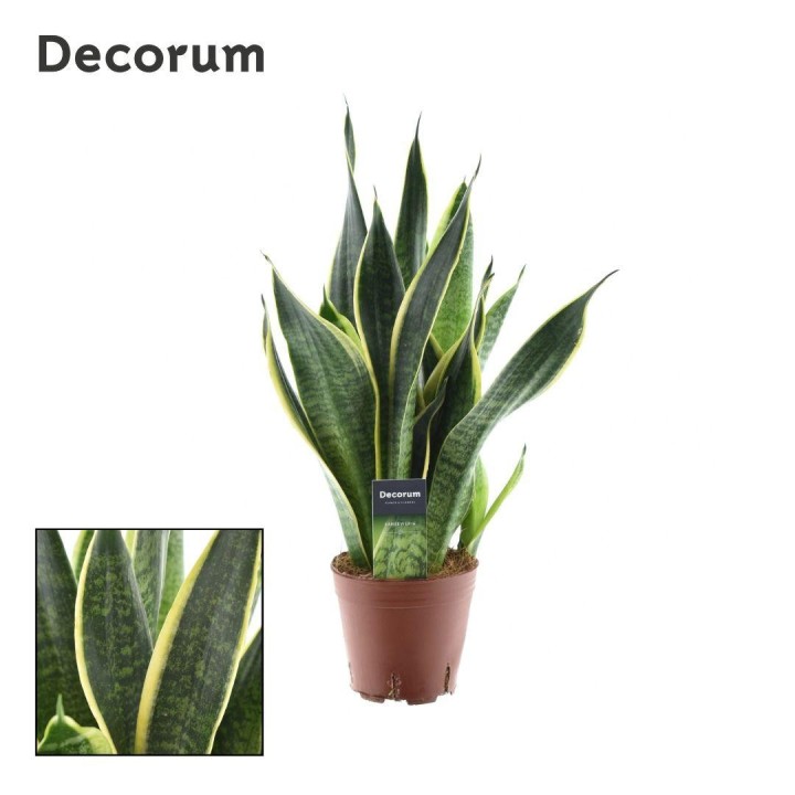 Sansevieria Futura Superba - Ø14Cm - ↕45Cm