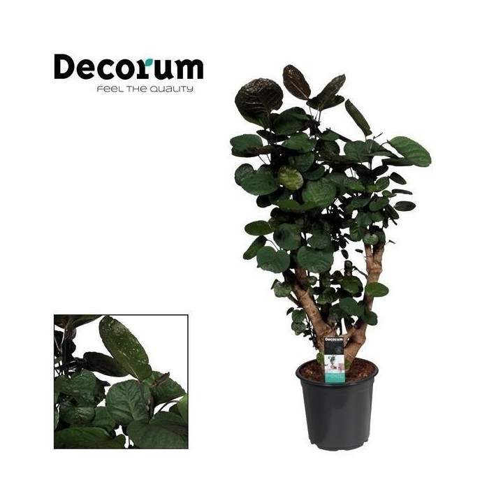 Polyscias Fabian - Ø21Cm - ↕95Cm