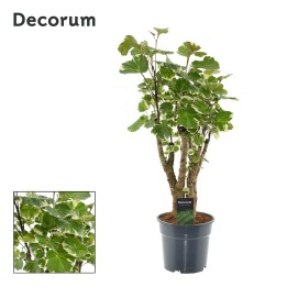 Polyscias Balfouriana - Ø17Cm - ↕50Cm