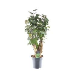 Polyscias Fabian - Ø17Cm - ↕60Cm