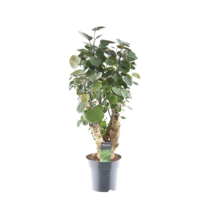 Polyscias Fabian - Ø17Cm - ↕60Cm