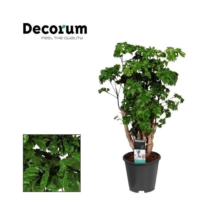 Polyscias Roble - Ø17Cm - ↕60Cm
