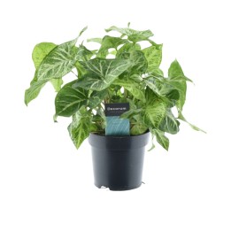 Syngonium Arrow Feel Green - Ø14Cm - ↕25Cm