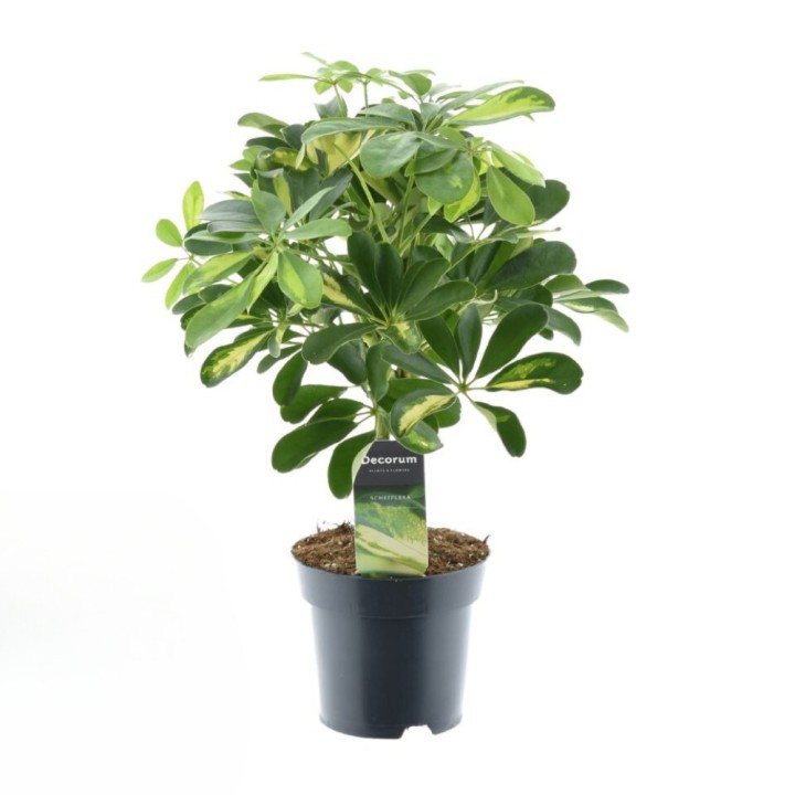 Schefflera Gold Capella - Ø14Cm - ↕50Cm