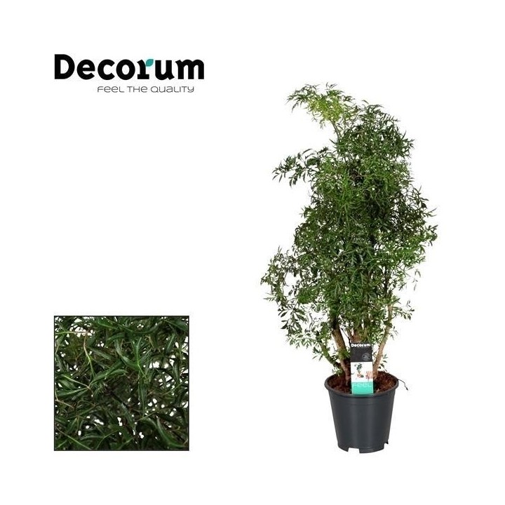 Polyscias Hawaiiana Ming - Ø17Cm - ↕65Cm