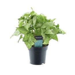 Syngonium White Butterfly Feel Green - Ø14Cm - ↕35Cm
