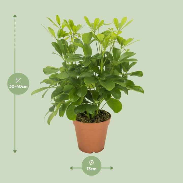Schefflera Nora - Ø13Cm - ↕35Cm