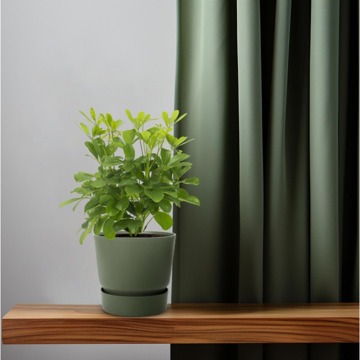 Schefflera Nora - Ø13Cm - ↕35Cm