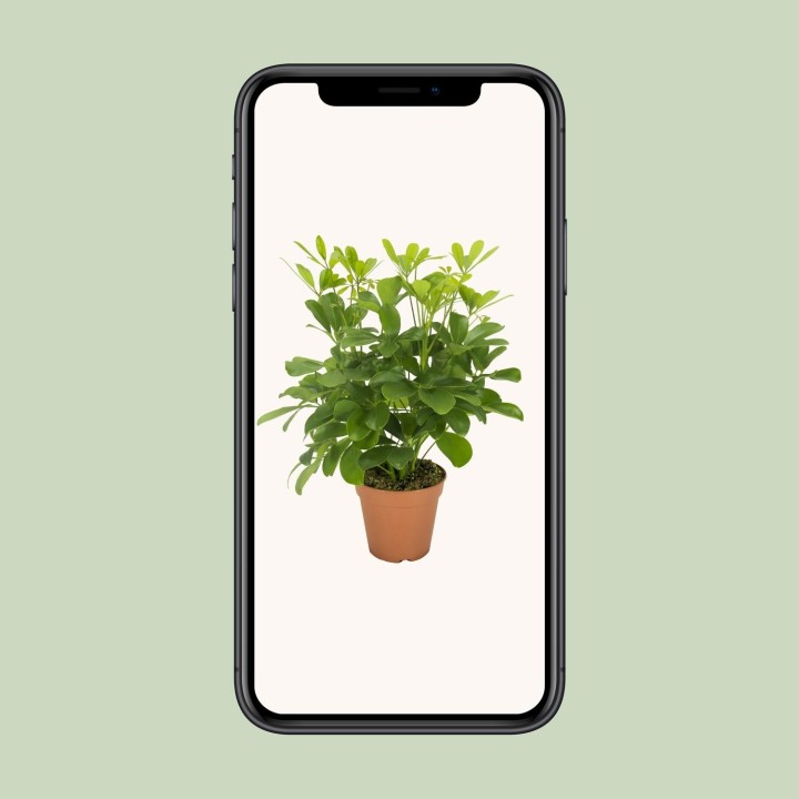 Schefflera Nora - Ø13Cm - ↕35Cm