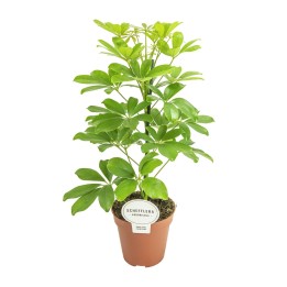 Schefflera Nora - Ø13Cm - ↕45Cm
