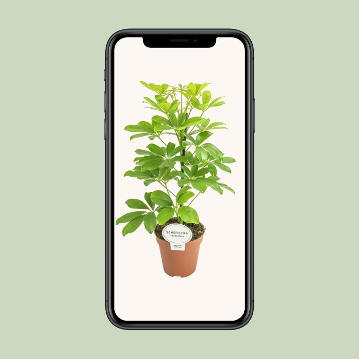 Schefflera Nora - Ø13Cm - ↕45Cm