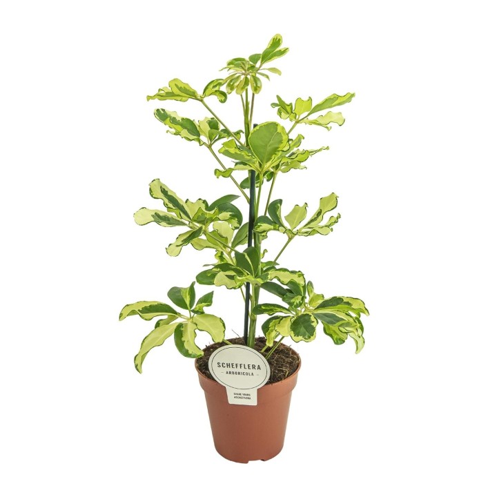 Schefflera Charlotte - Ø13Cm - ↕45Cm