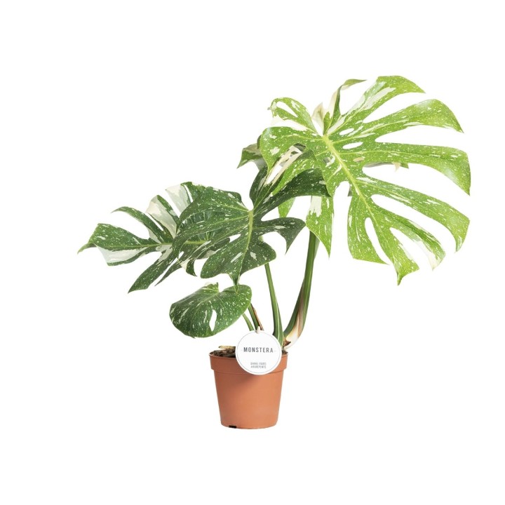 Monstera Thai Constellation - Ø15Cm - ↕40-50Cm