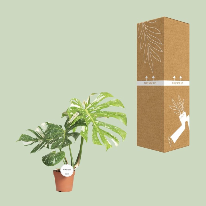 Monstera Thai Constellation - Ø15Cm - ↕40-50Cm