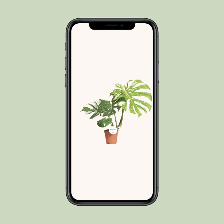 Monstera Thai Constellation - Ø15Cm - ↕40-50Cm