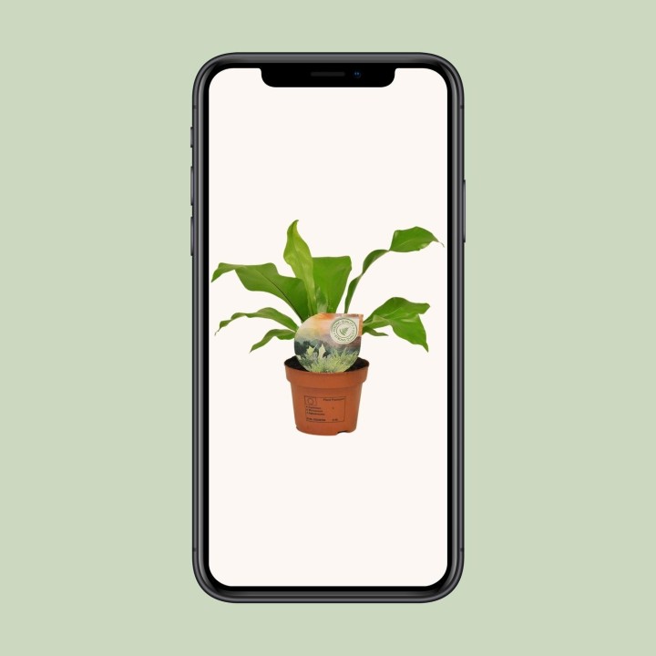 Asplenium Nidus - Ø12Cm - ↕35Cm