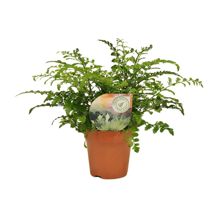 Asplenium Parvati - Ø12Cm - ↕35Cm