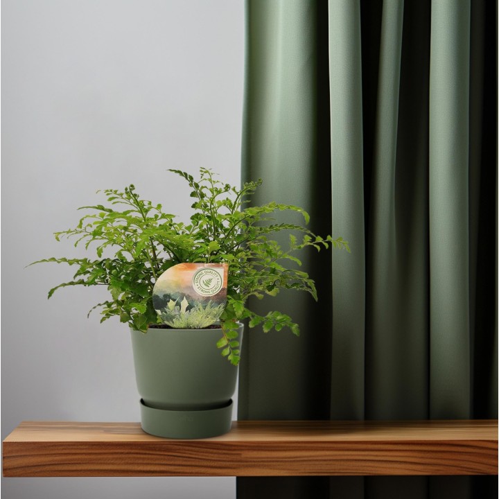 Asplenium Parvati - Ø12Cm - ↕35Cm