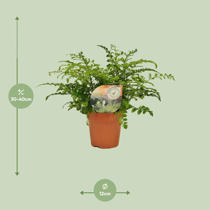 Asplenium Parvati - Ø12Cm - ↕35Cm