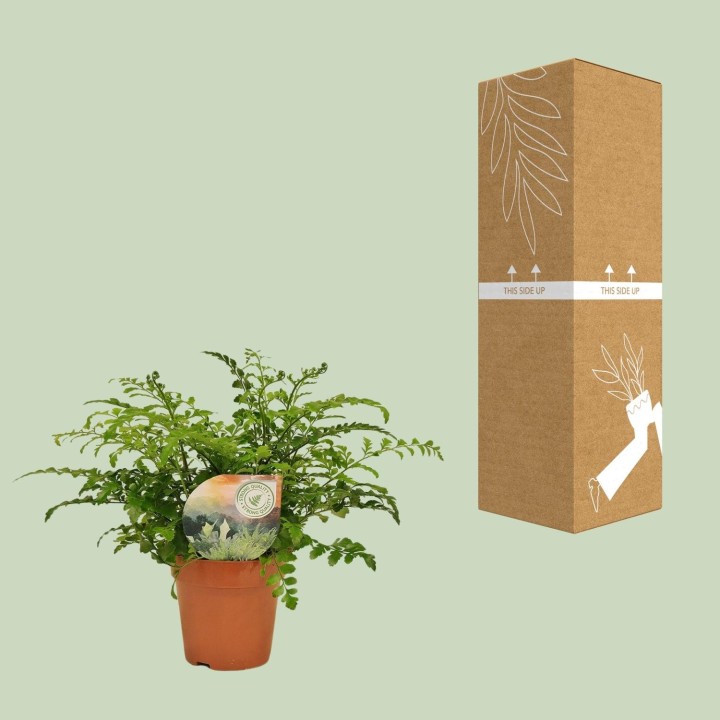 Asplenium Parvati - Ø12Cm - ↕35Cm