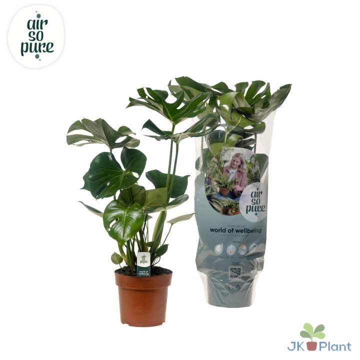 Monstera Deliciosa - Ø17Cm - ↕55Cm