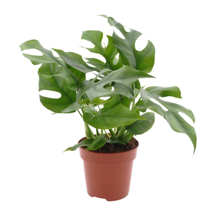 Monstera Minima - Ø12Cm - ↕25Cm