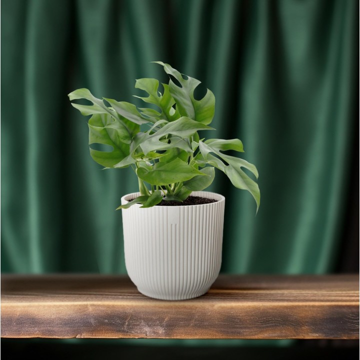 Monstera Minima - Ø12Cm - ↕25Cm