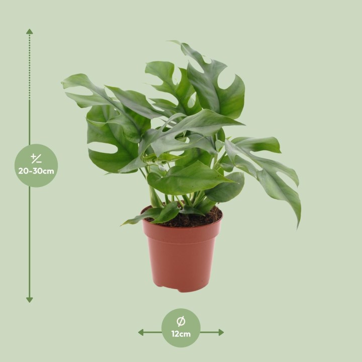Monstera Minima - Ø12Cm - ↕25Cm