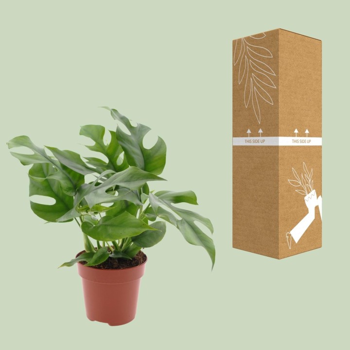 Monstera Minima - Ø12Cm - ↕25Cm