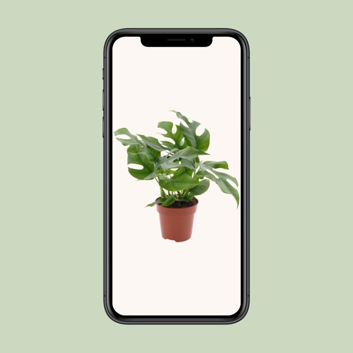 Monstera Minima - Ø12Cm - ↕25Cm