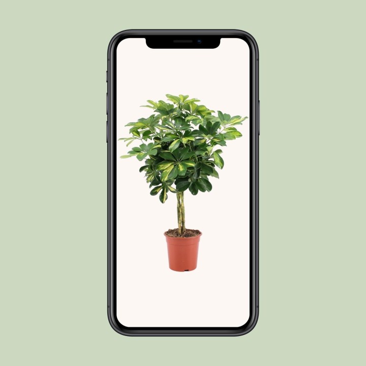 Schefflera Arboricola Gold Capella - Ø19Cm - ↕75Cm