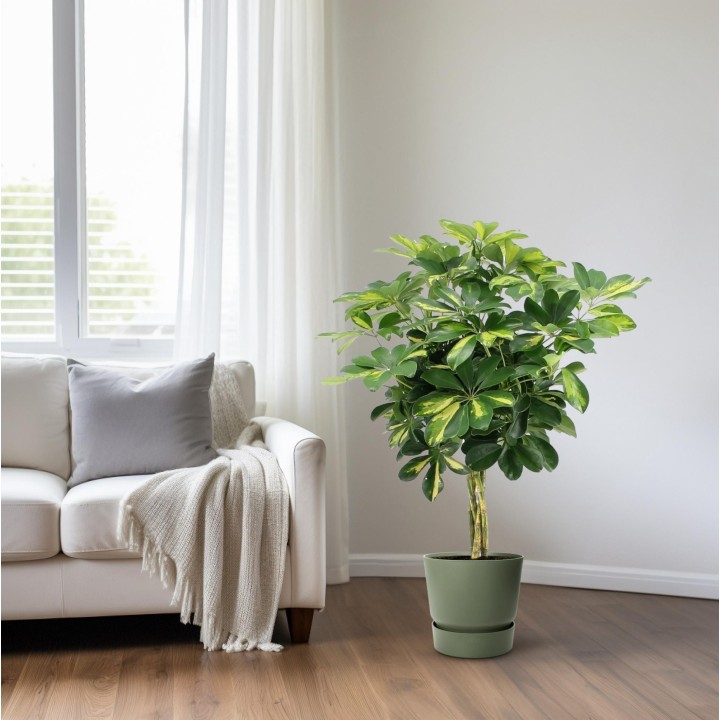 Schefflera Arboricola Gold Capella - Ø19Cm - ↕75Cm