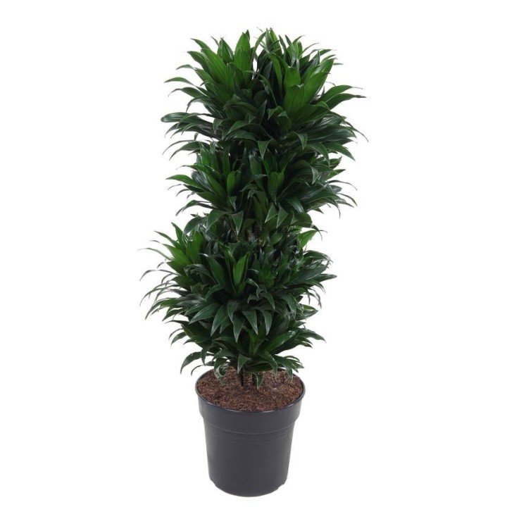 Dracaena Compacta Vertakt P27 - Ø27Cm - ↕100Cm