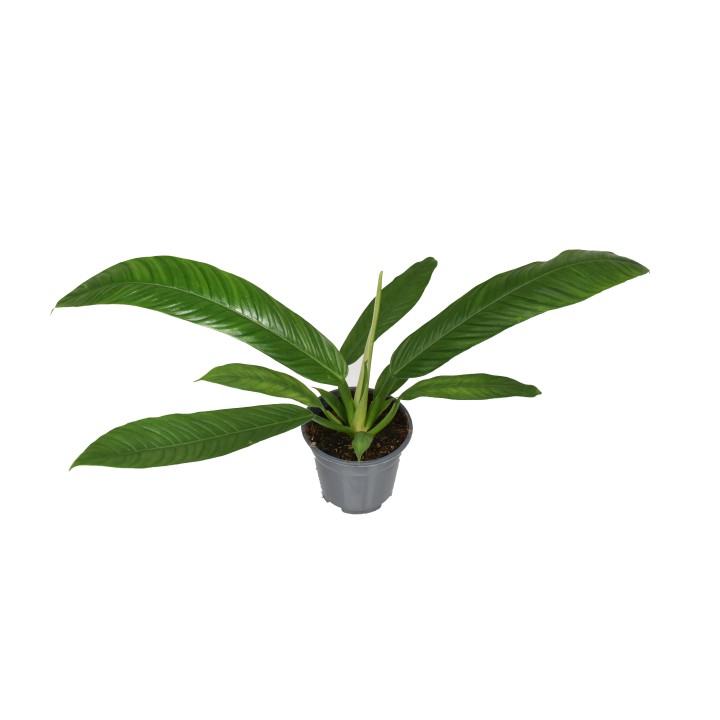 Philodendron Campiii P14 - Ø14Cm - ↕40Cm