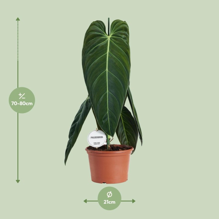 Philodendron Melanochrysum - Ø21Cm - ↕75Cm