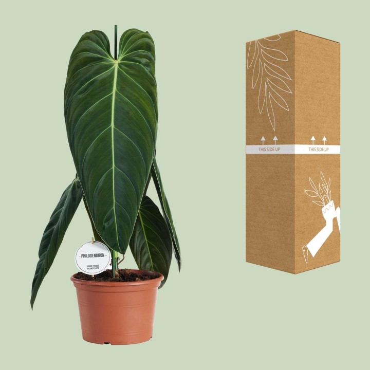 Philodendron Melanochrysum - Ø21Cm - ↕75Cm