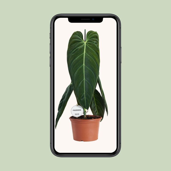 Philodendron Melanochrysum - Ø21Cm - ↕75Cm
