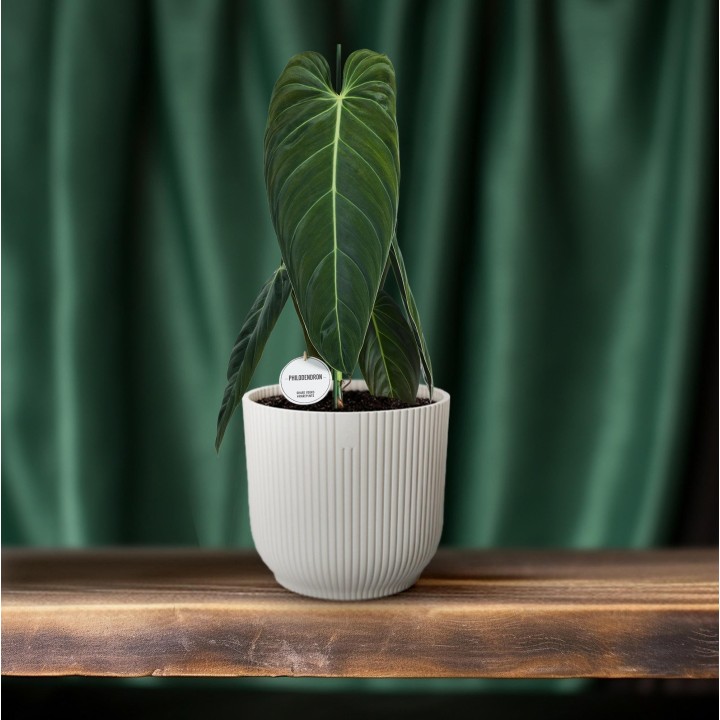 Philodendron Melanochrysum - Ø21Cm - ↕75Cm