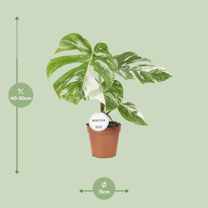 Monstera Deliciosa Variegata - Ø15Cm - ↕45Cm