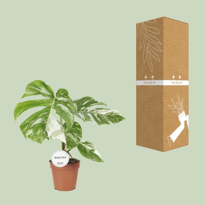 Monstera Deliciosa Variegata - Ø15Cm - ↕45Cm