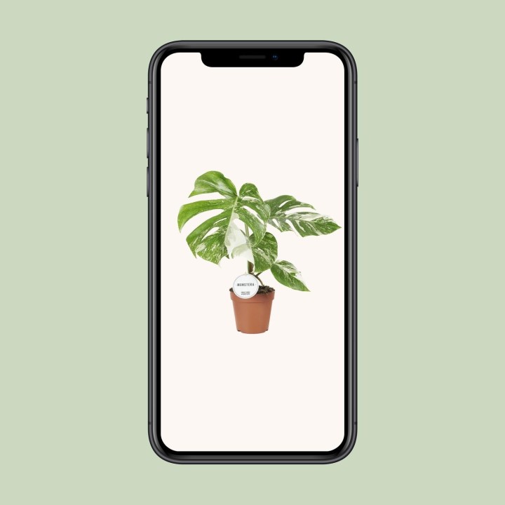 Monstera Deliciosa Variegata - Ø15Cm - ↕45Cm