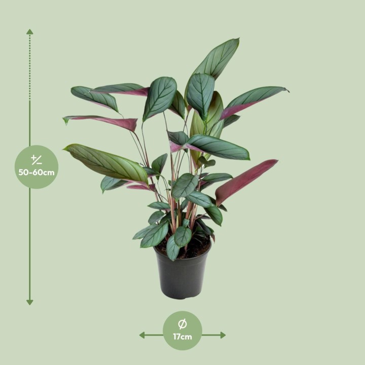 Ctenanthe Setosa - Ø17Cm - ↕60Cm